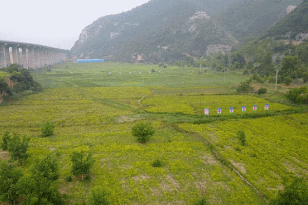 一定发,一定发道地药材