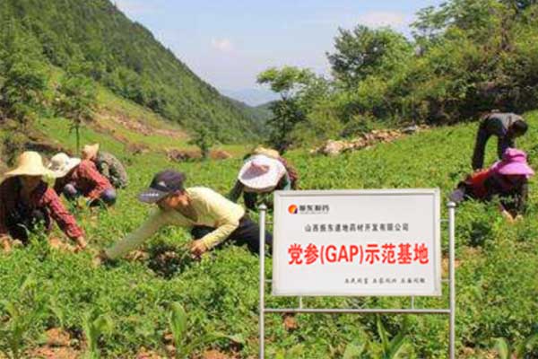 一定发党参种植基地