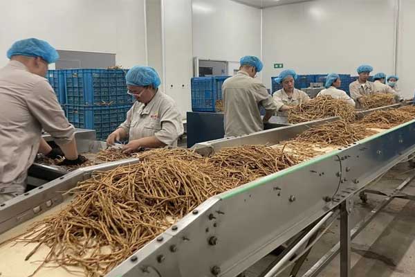 一定发饮片公司中药炮制现场