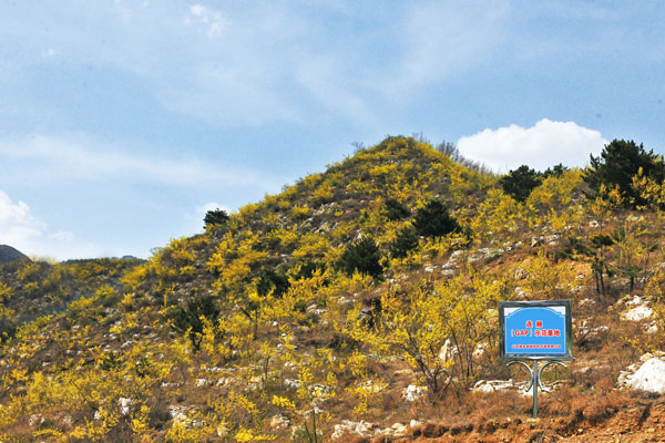 山西一定发道地药材开发有限公司连翘示范基地